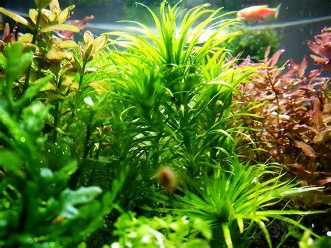 水生植物盆栽養魚|推薦四種適合放在魚缸的水生植物 